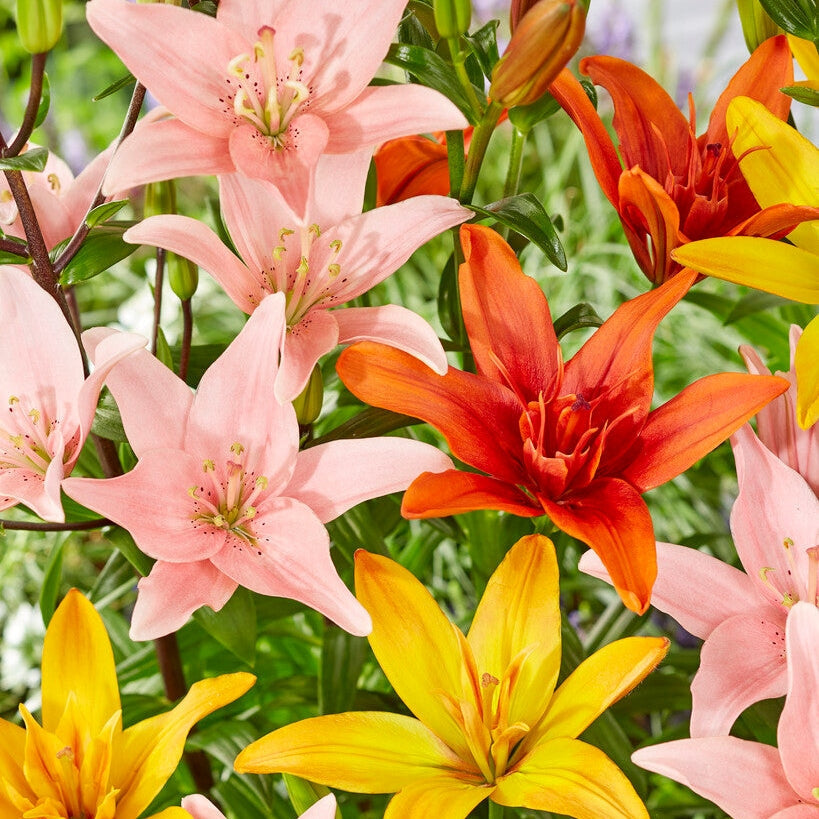 Asiatlilje-Lilium Asiatic Mixed 3-pakning